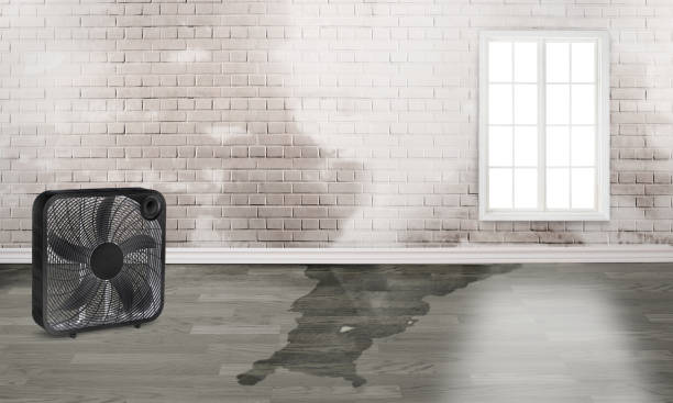 Best Water damage restoration near me  in Birdsboro, PA